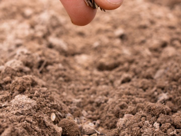 DTEG Seeding
