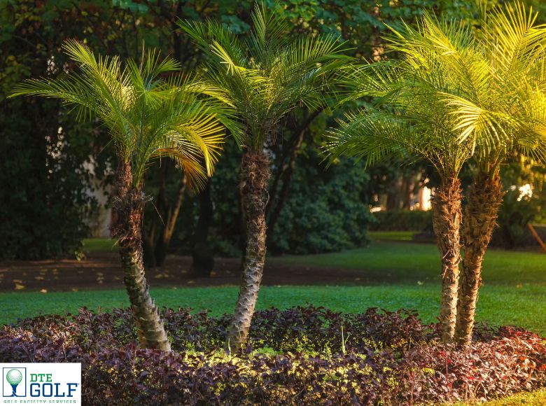 Palm Tree